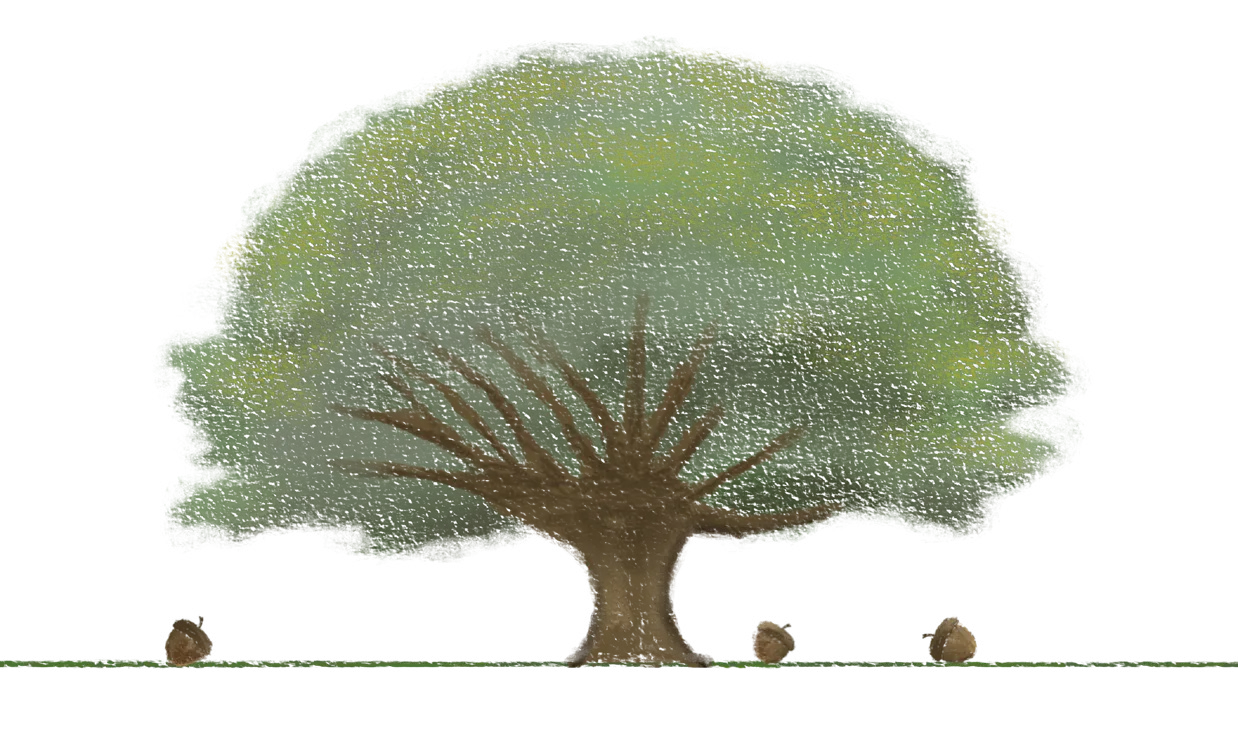 An oak tree with three acorns resting on the ground