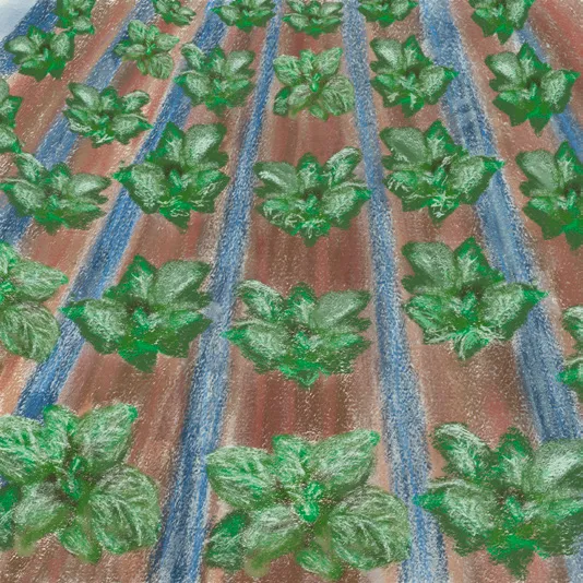 Neat rows of green plants in tilled, watered furrows