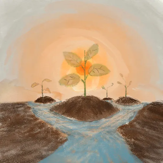 Seedlings on mounds of earth beside streams of water